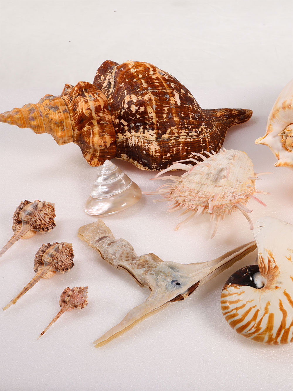 Margaret Roessler Seashell Collection